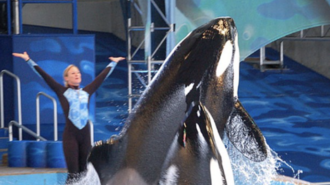 Sea World Laying Off 250 San Antonio Workers Amid Declining Attendance During Pandemic