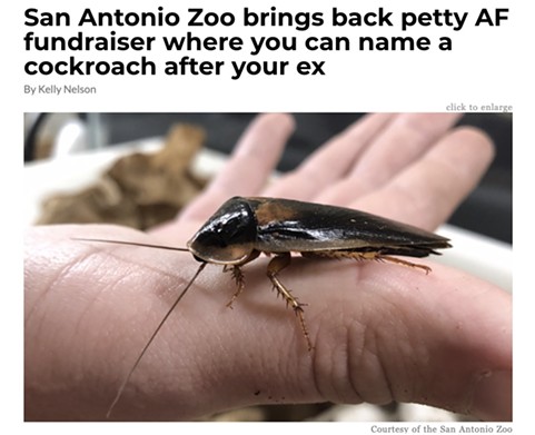 San Antonio Zoo brings back petty AF fundraiser where you can name a cockroach after your ex