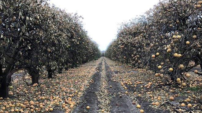 Millions in dollars' worth of grapefruit litter grove floors following last month's cold snap.