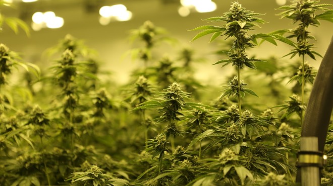 Marijuana plants grow in an indoor facility.