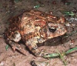 Texas wildfires deliver punishing blow to endangered Houston Toad
