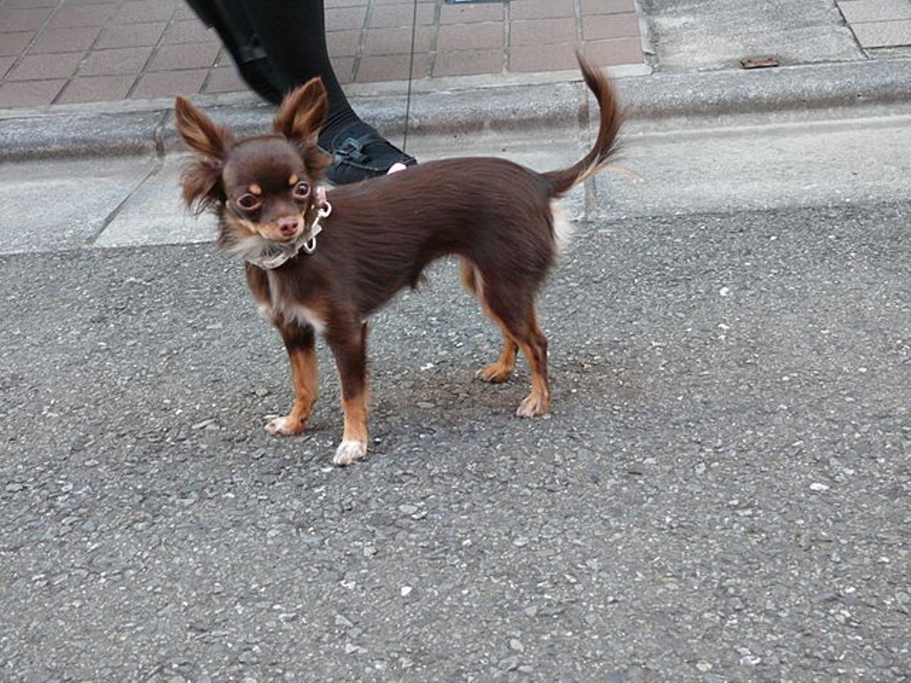 In the path of a rampaging chihuahuaWith any luck, Animal Control might respond... eventually.