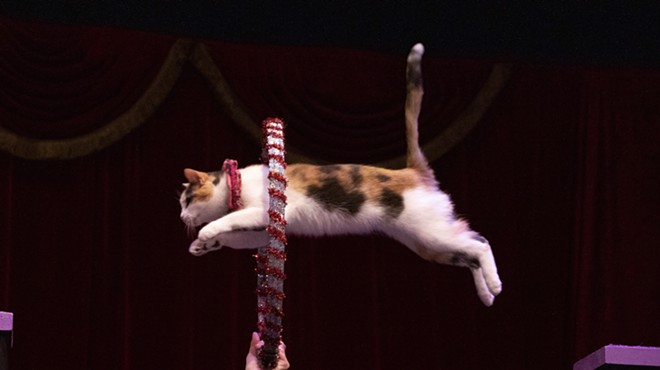 The Acro-Cats were recently featured in a Netflix docuseries.