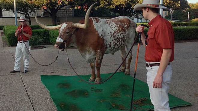Bevo engages in a sloppy protest against "The Eyes of Texas" as the Silver Spurs look on.