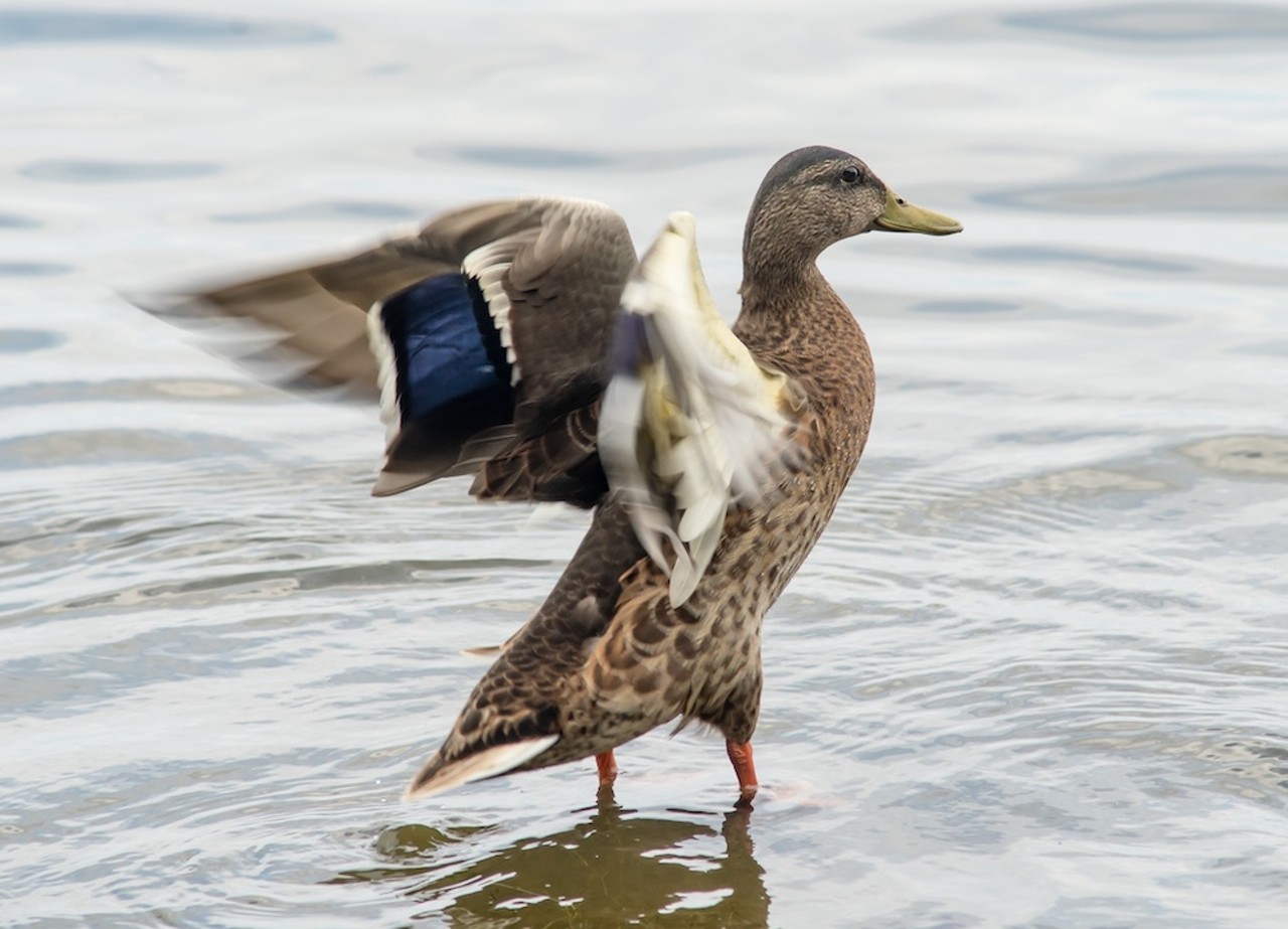 Westside Deco District: An extremely aggressive duck at Woodlawn Lake. 
If you don’t have crackers, keep it moving, sister. 