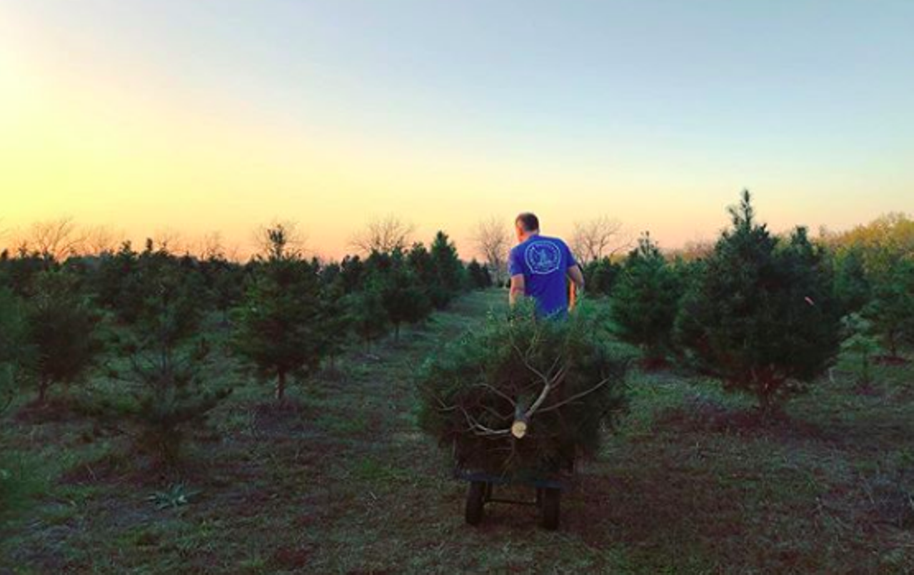 Seiler's Christmas Tree Farm
4100 Jakes Colony Road, Seguin, (830) 401-4590, seilerschristmastrees.com
Whlie lots of Christmas tree farms get patrons to and from the fields in communal hayrides, Seiler's business model was already compatible with social distancing — you grab a saw and a wagon and go get that tree yourself. Drive out to Seguin and you’ll be able to hit up this farm, which features trees as short as four feet and as towering as 10 feet. With trees priced at $6 a foot, you’ll be able to snag even a monstrous tree without breaking the bank. 
Photo via Instagram / stephanie__flora