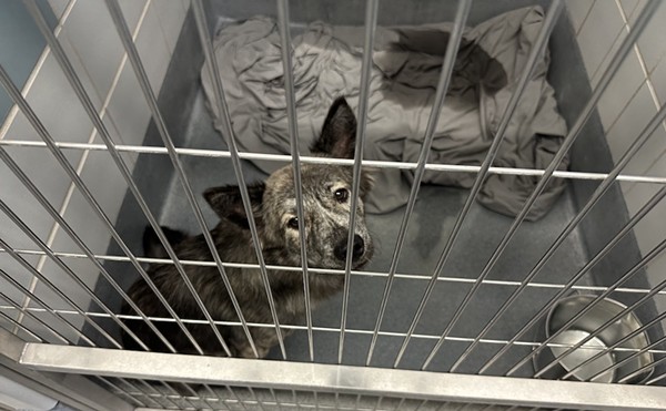 A dog in an San Antonio ACS facility looks out of its kennel.