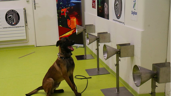 A dog sniffs out sweat samples from symptomatic COVID-19 positive individuals as part of a study.