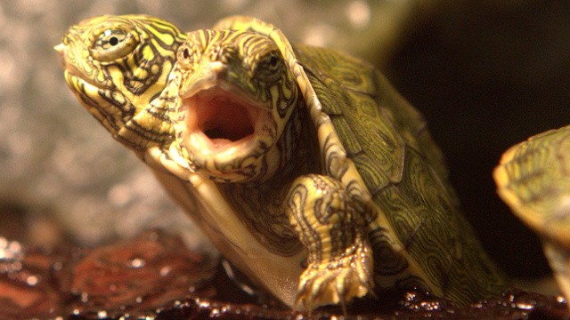 Two-Headed Turtle Thelma and Louise Celebrates First Birthday
