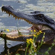Texas Parks and Wildlife Finds Alligator with Broken Glass in Its Mouth