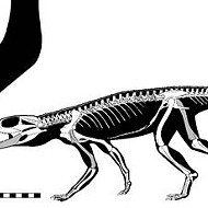 New Species of Ancient 'Ankle Biting' Reptile Named by Witte Museum Paleontologist