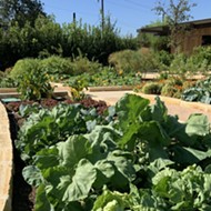 San Antonio Botanical Garden Donating Veggies It Grows to Feed People During Coronavirus Crisis