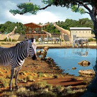 Giraffes Are Returning To San Antonio Zoo With New Enclosure