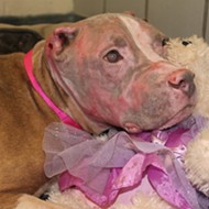 Rosie, the Pit Bull Who Was Doused with Acid, Nears Recovery