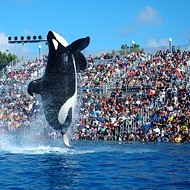 Five Things Rumored to be on the Agenda of SeaWorld's Nov. 9 webcast