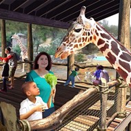 You Can Feed the New Giraffes at the Zoo