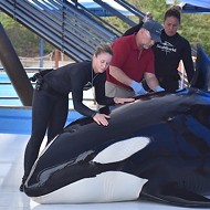 SeaWorld San Antonio: Orca Dies from Fungal Infection