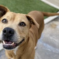 San Antonio Humane Society holding discount adoption promotion for large dogs this week