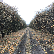 Texas citrus industry sees at least $230 million in losses due to February’s winter storm