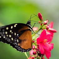 San Antonio Zoo celebrates native pollinators with Monarch Fest