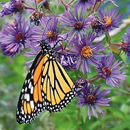 Free festival celebrates monarch butterfly and other pollinators at Confluence Park Saturday