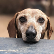 San Antonio dachshund rescue awarded $3,000 grant via Freshpet’s Fresh Start program