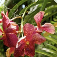 San Antonio Botanical Garden dedicates a full week to the magic of the orchid