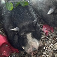 Latest pig apprehension on South Side is San Antonio's sixth in three months