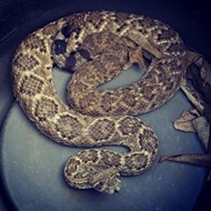 Government Canyon Employees Alert Visitors After Rattlesnake Found Near Parking Lot