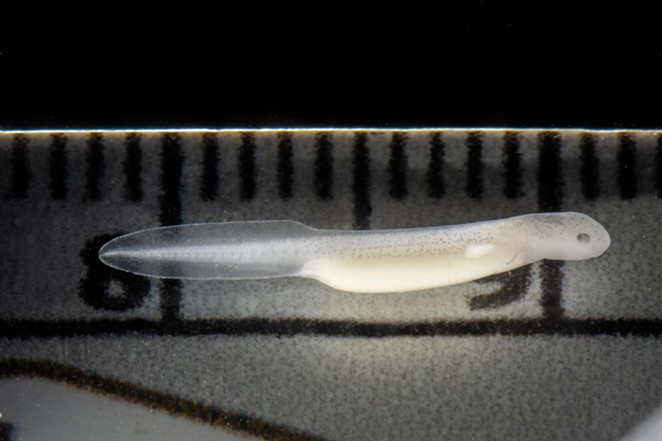 One week old Eurycea wallacei larvae - Danté Fenolio