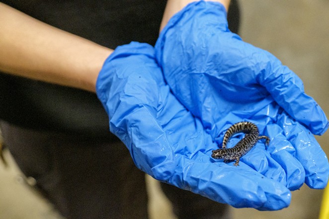 The San Antonio Zoo's Kamryn Richard holds a reticulated flatwoods salamander. - DANIEL CONRAD