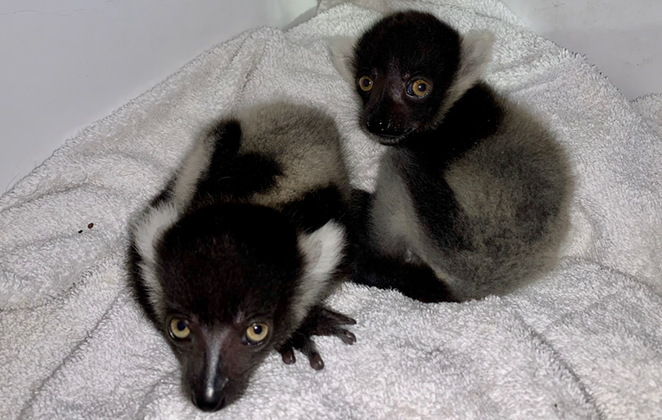 The zoo's twin black-and-white ruffed lemurs. - COURTESY OF SAN ANTONIO ZOO