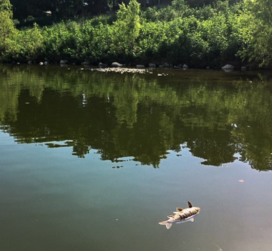 Ammonia Leak in San Pedro Creek Left Dozens of Dead Fish Floating in the San Antonio River (2)