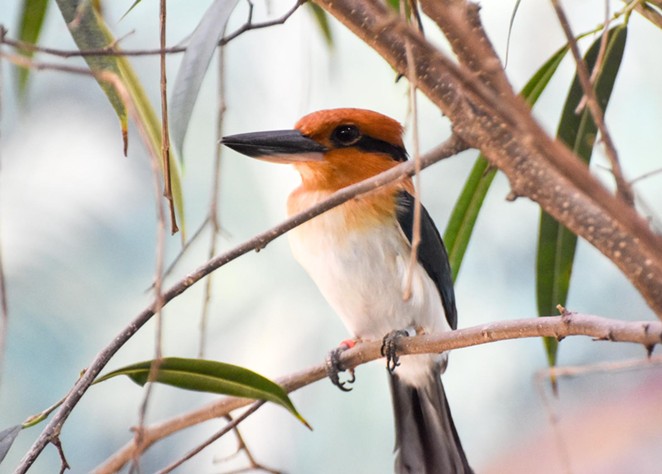The Micronesian kingfisher is extinct in the wild. - COURTESY OF SAN ANTONIO ZOO