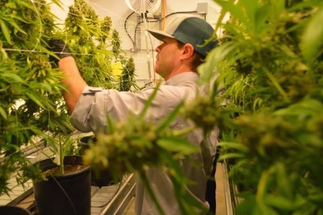 A TOCC worker harvests buds from marijuana plants. - Courtesy Photo / Texas Original Compassionate Cultivation