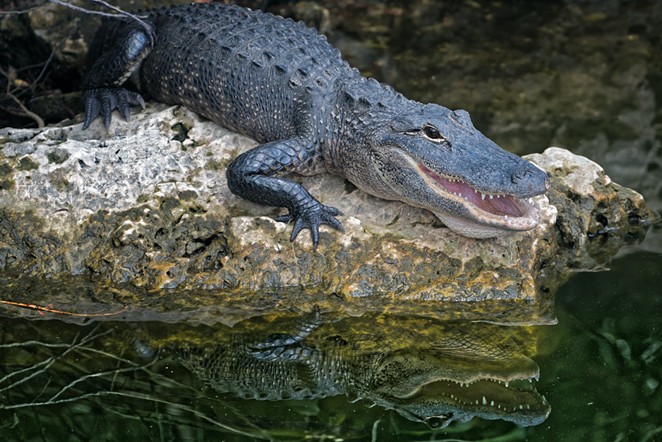 "Al" the alligator (not pictured) will hopefully be relocated to a more suitable habitat than a San Antonio front yard. - PEXELS / ADRIAAN GREYLING