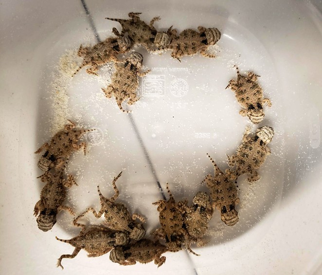 A group of young Texas horned lizards cluster together. - COURTESY OF SAN ANTONIO ZOO