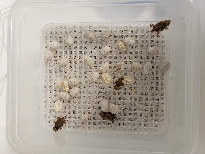 Texas horned lizard hatchlings emerge from their eggs. - COURTESY OF SAN ANTONIO ZOO