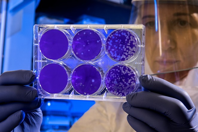 A scientist examines the result of a plaque assay, which is a test that allows scientists to count how many flu virus particles are in a mixture. - Centers for Disease Control