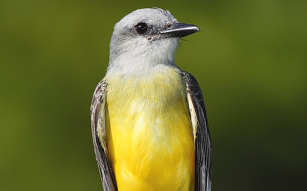 The tropical kingbird is now more common in the Rio Grande Valley.