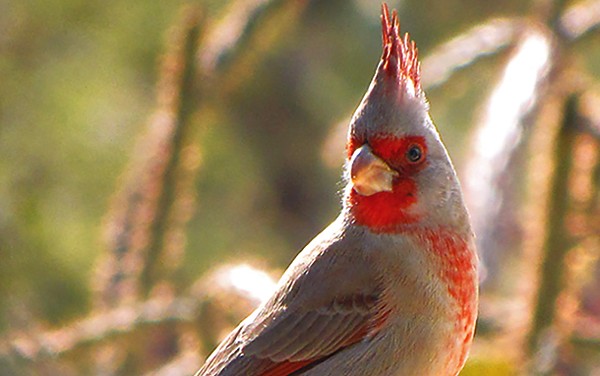 The pyrrhuloxia looks like a cardinal, but it lives primarily south of Midland.