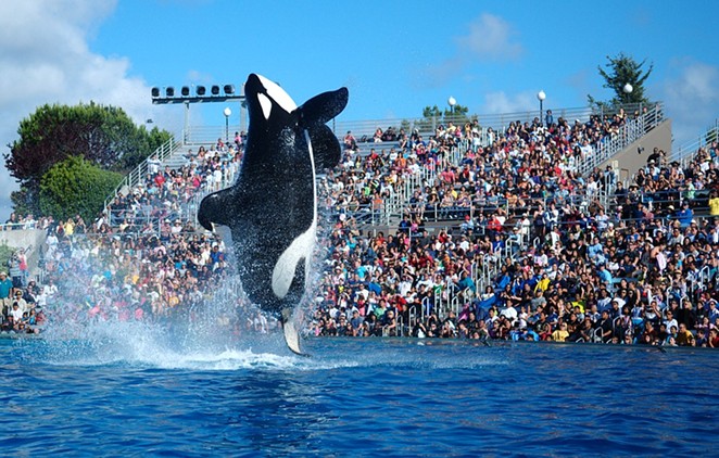 SeaWorld San Diego is replacing its live orca show with another show involving orcas. - WIKIMEDIA COMMONS