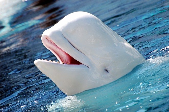 A beluga whale died prematurely at SeaWorld San Antonio on Friday, November 13. - WIKIMEDIA COMMONS