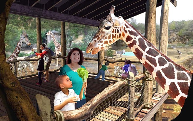 Giraffes will debut at the San Antonio Zoo's Africa Live exhibit this week. - Courtesy