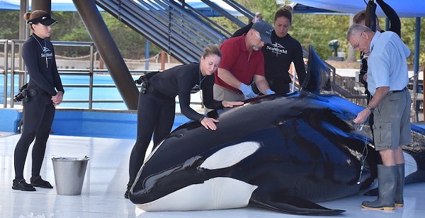 SeaWorld San Antonio: Orca Dies from Fungal Infection