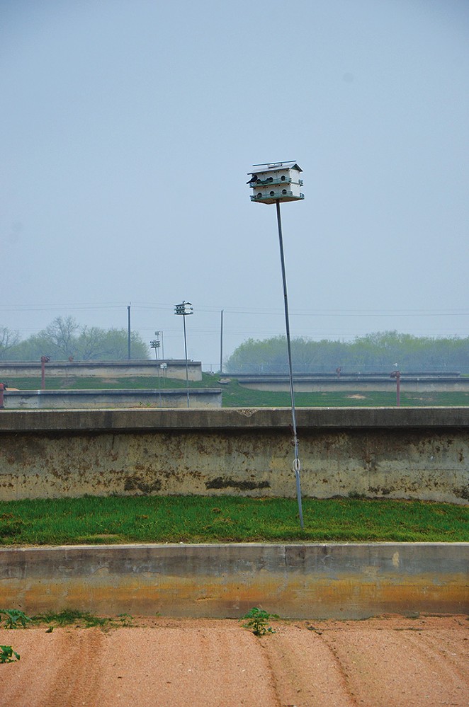 More than 500 purple martin houses help SAWS stay insect and insecticide free.