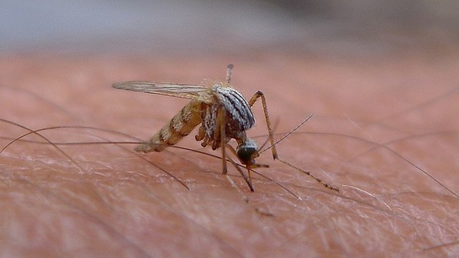 San Antonio has a hospitable environment for Zika virus. - FLICKR CREATIVE COMMONS