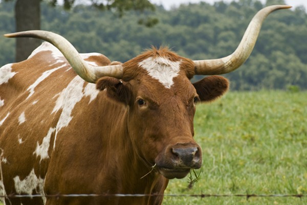 This cow could get rustled. - FLICKR CREATIVE COMMONS