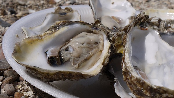 Raw oysters? Check. - FLICKR CREATIVE COMMONS