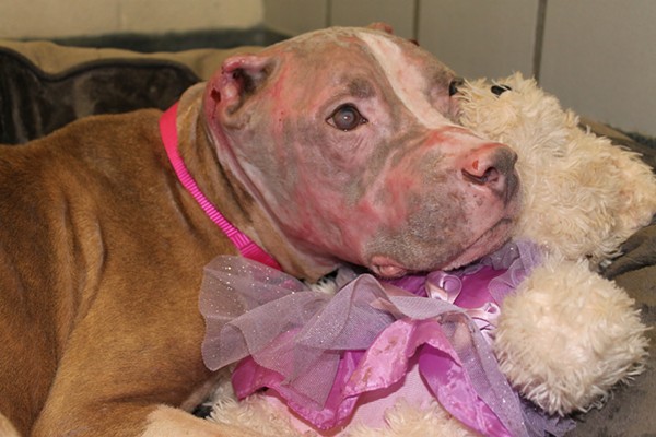 Man Who Attacked Pit Bull With Hydrochloric Acid Sentenced to Four Years in Prison